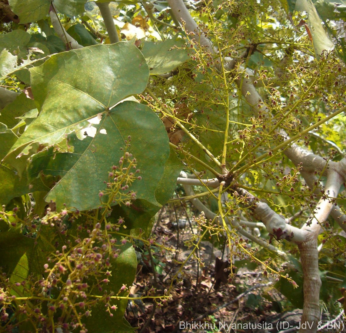 Sterculia urens Roxb.